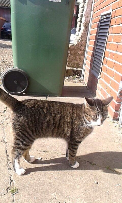 Huskat Speedy billede 12