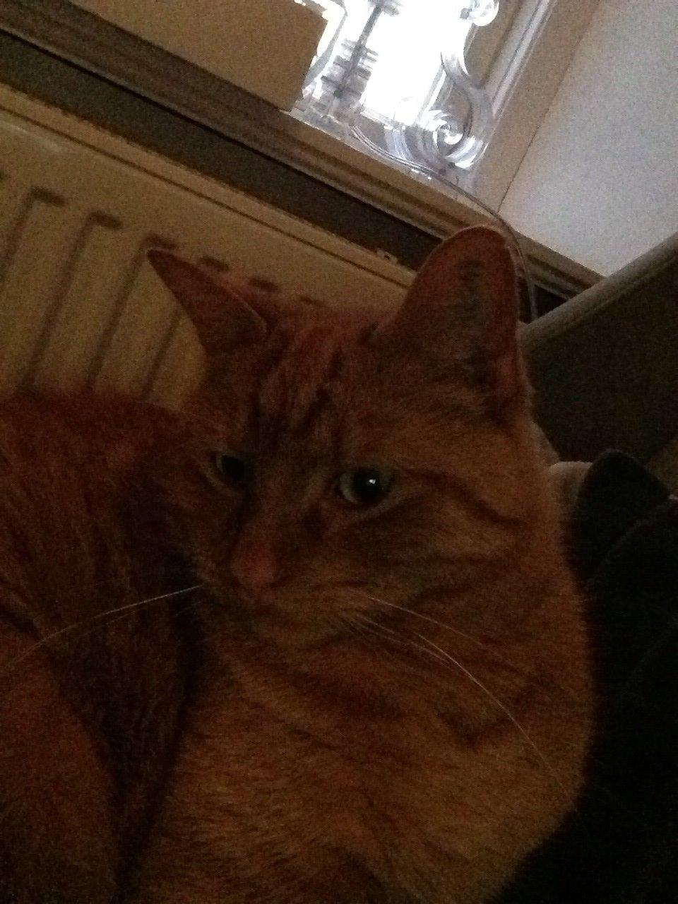 Huskat Nugga - Velkommen til Nuggas profil <3 billede 1