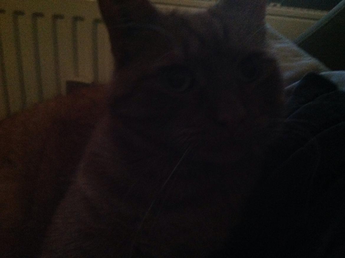 Huskat Nugga billede 3