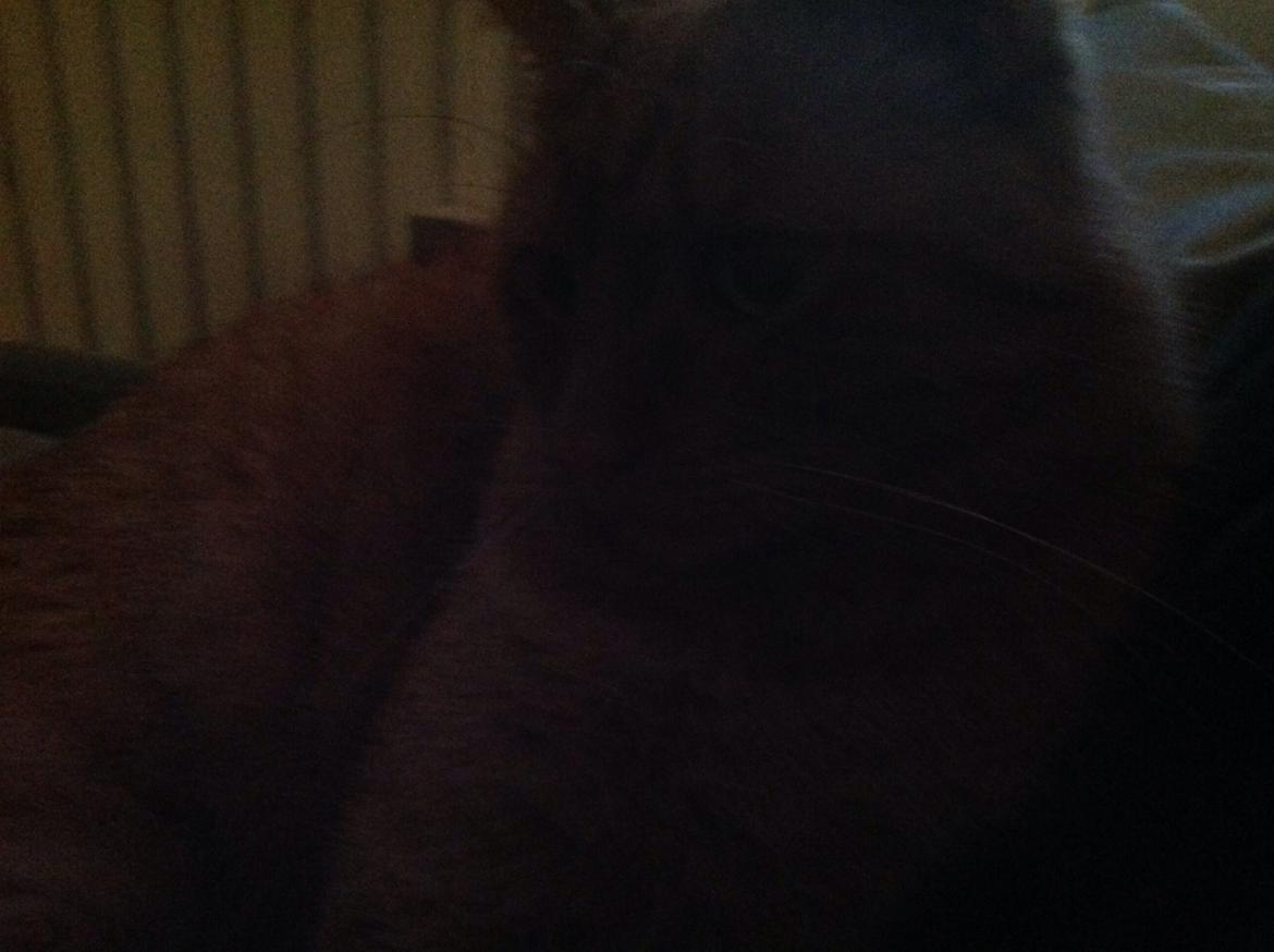 Huskat Nugga billede 4