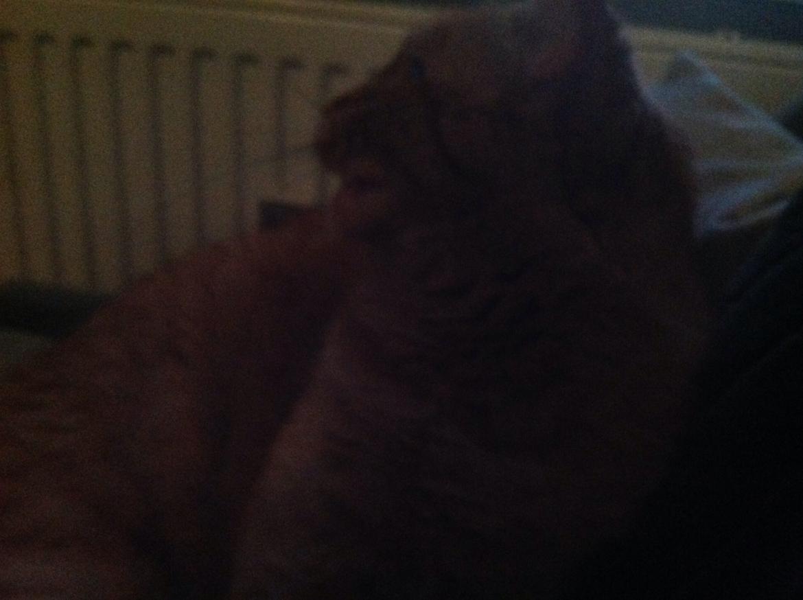 Huskat Nugga billede 2