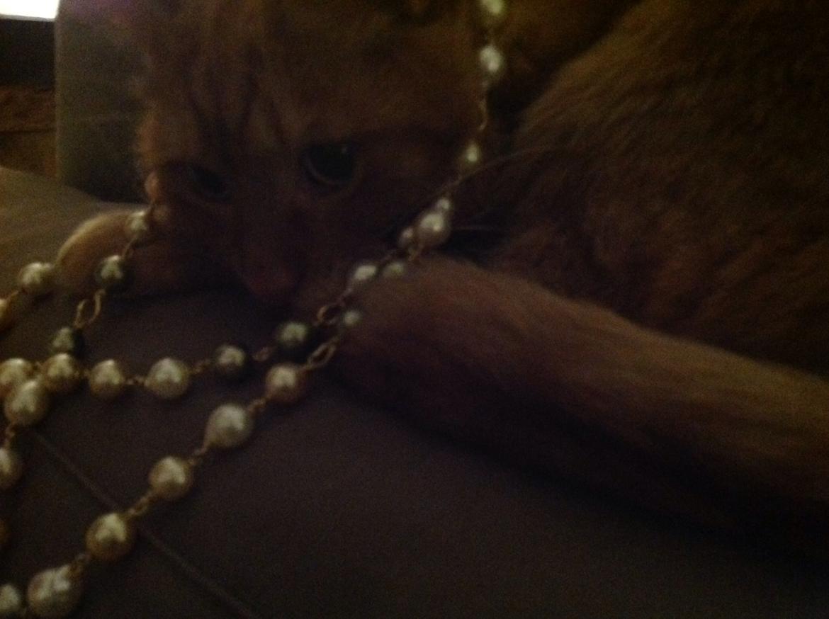 Huskat Nugga billede 6