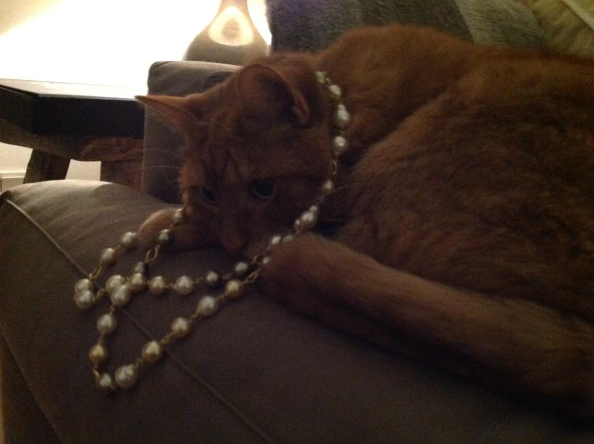 Huskat Nugga billede 7