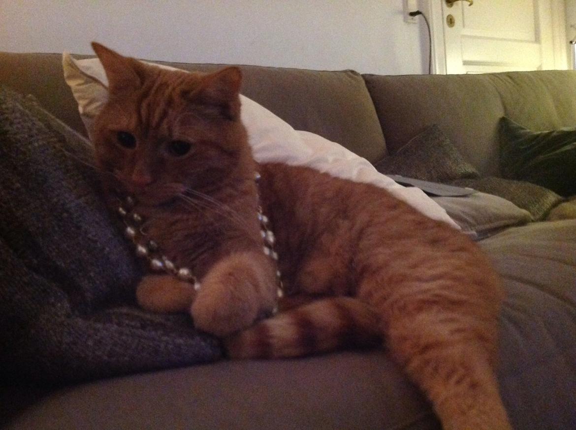 Huskat Nugga billede 8