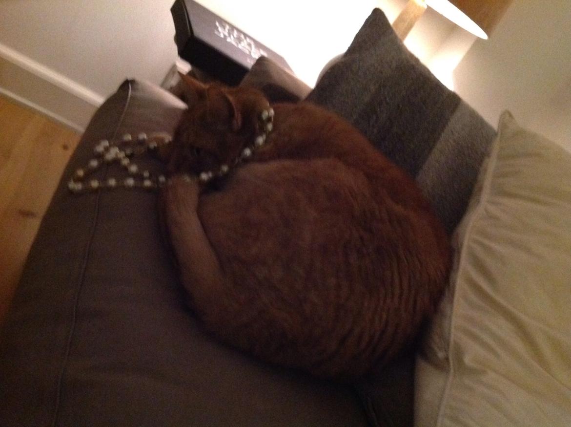 Huskat Nugga billede 5