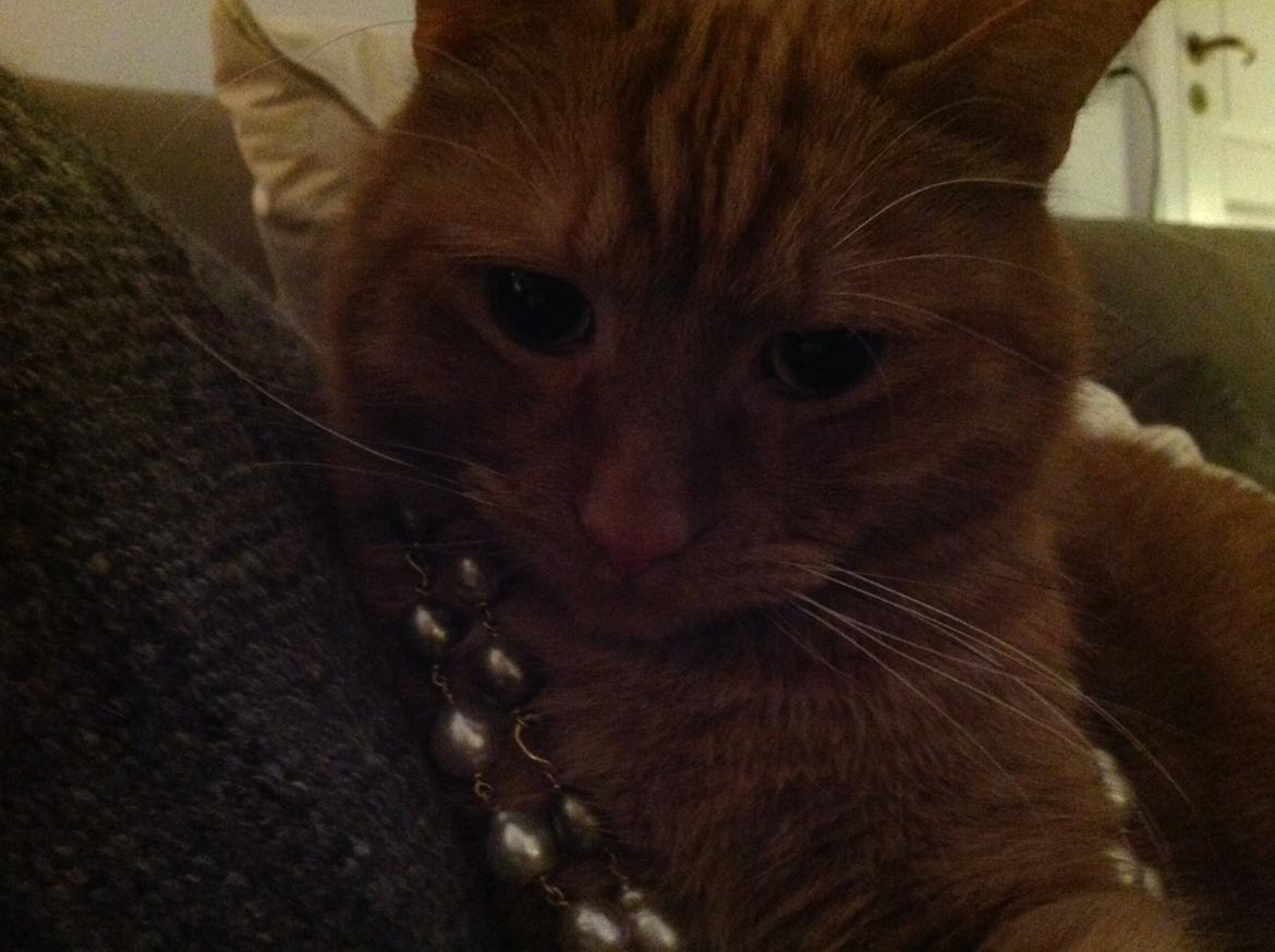 Huskat Nugga billede 9