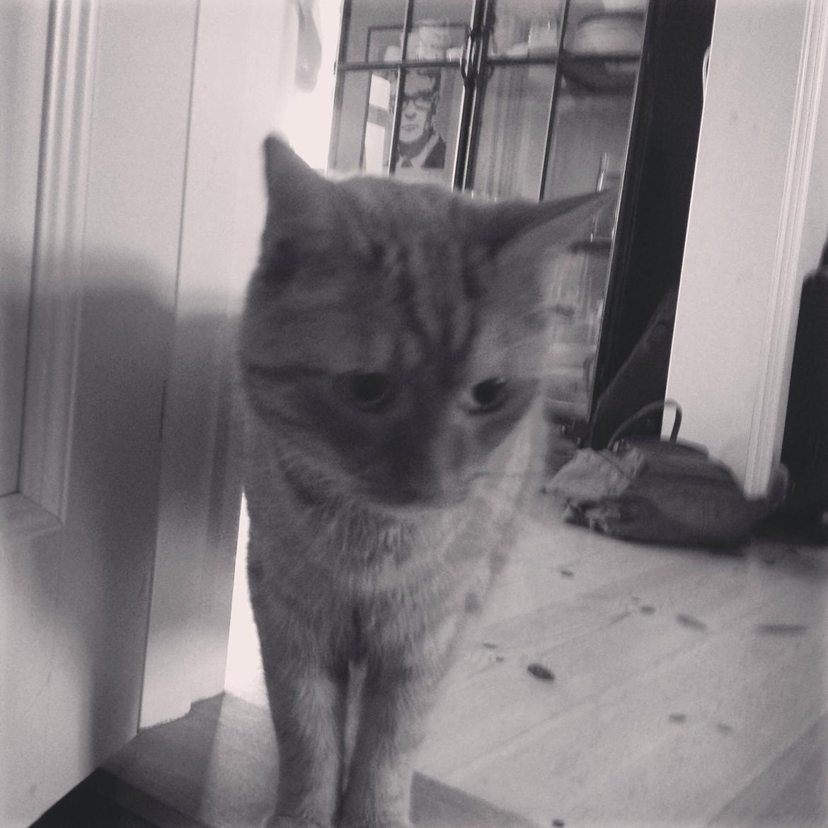 Huskat Nugga billede 11