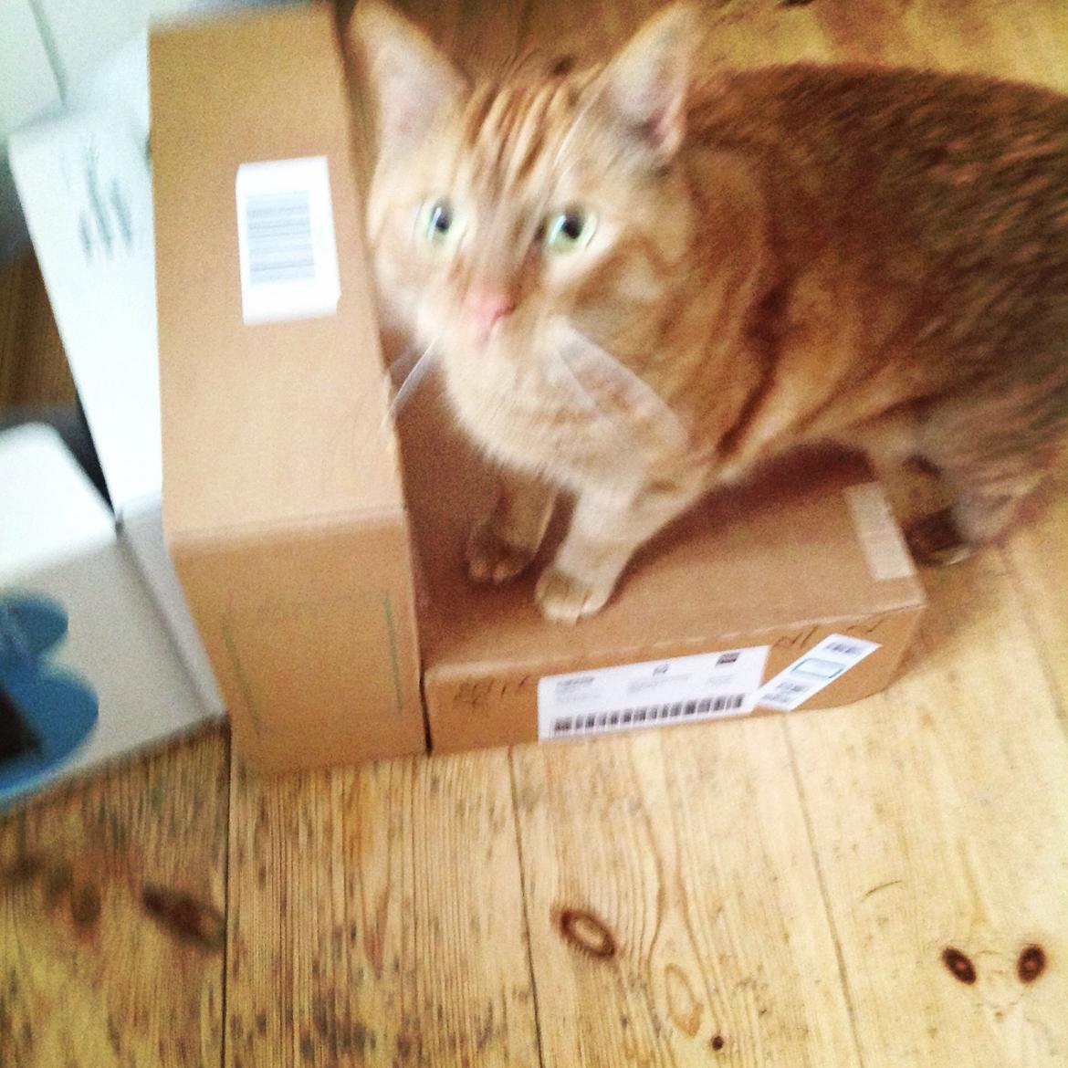 Huskat Nugga billede 12