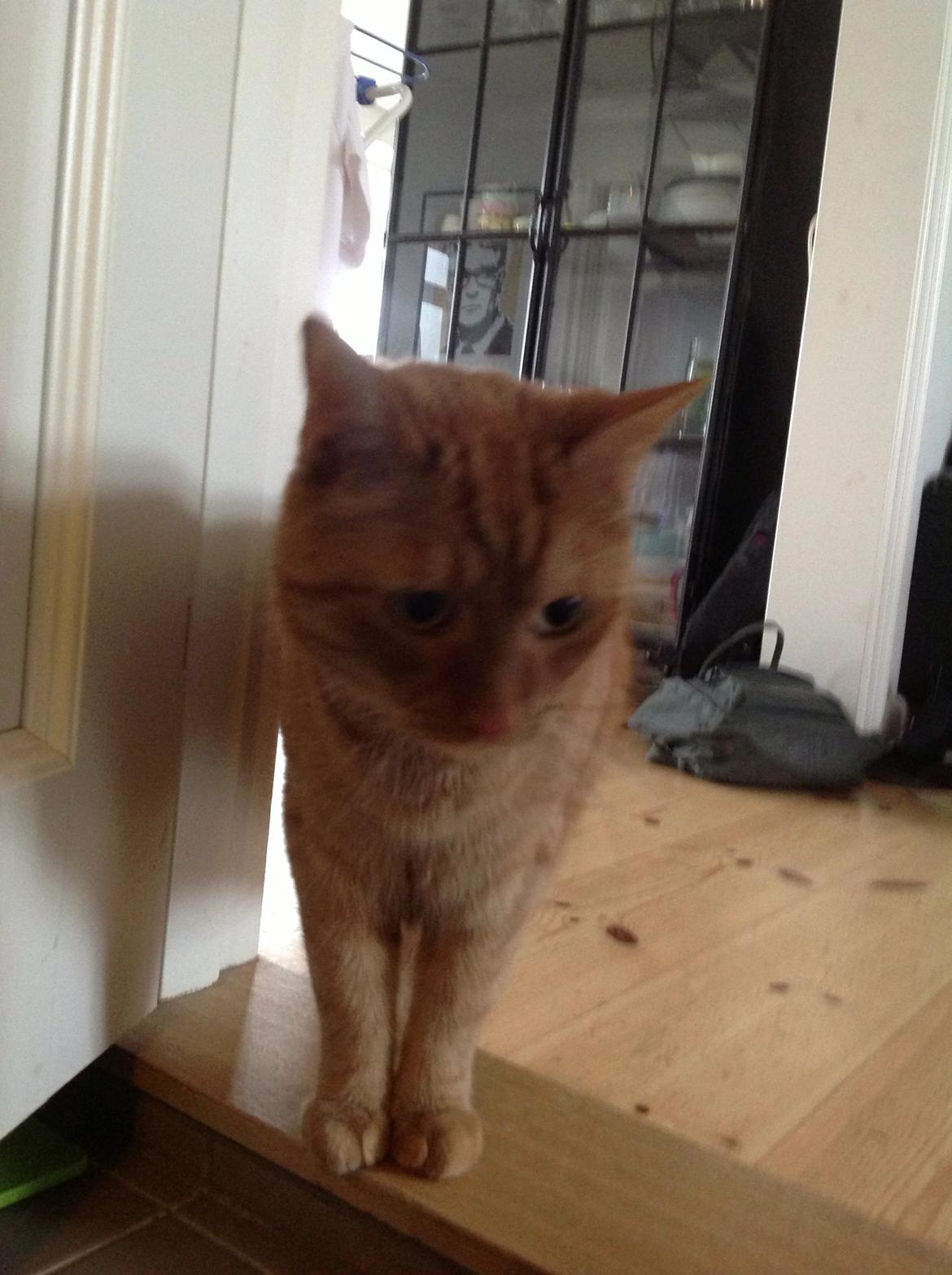 Huskat Nugga billede 10