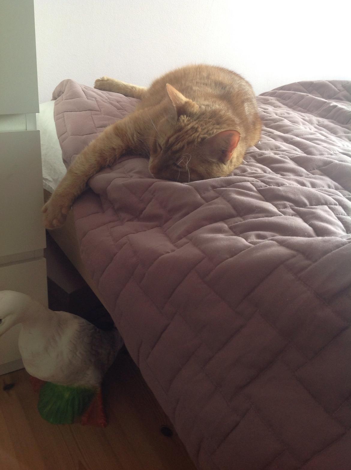 Huskat Nugga billede 13