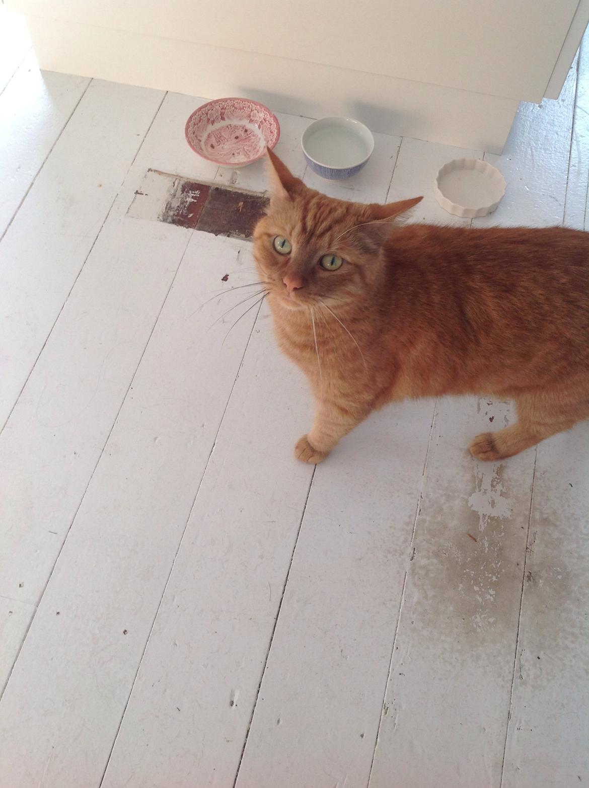 Huskat Nugga billede 15