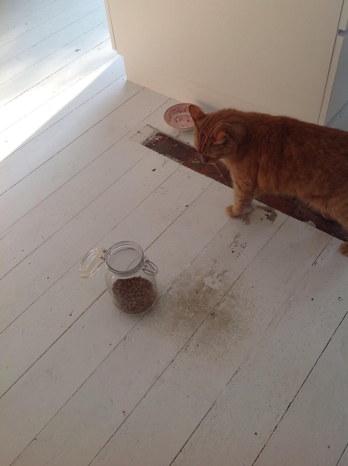 Huskat Nugga billede 16