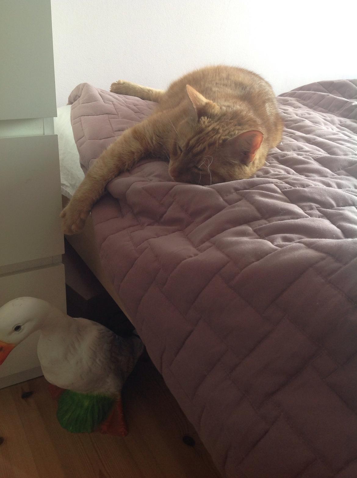 Huskat Nugga billede 14