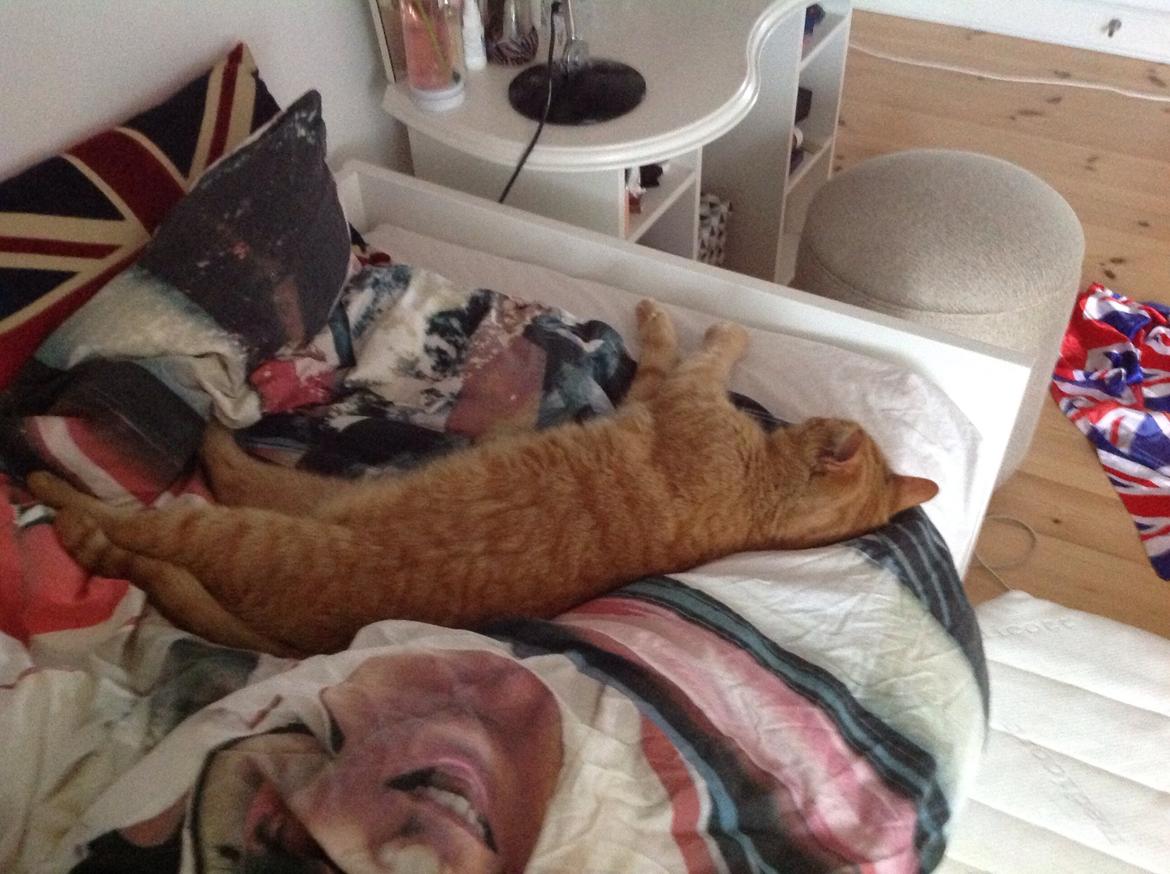 Huskat Nugga billede 19