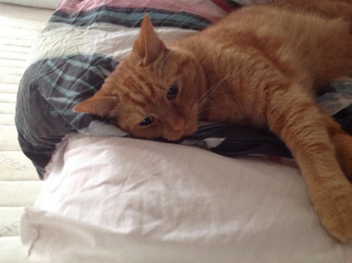 Huskat Nugga billede 20