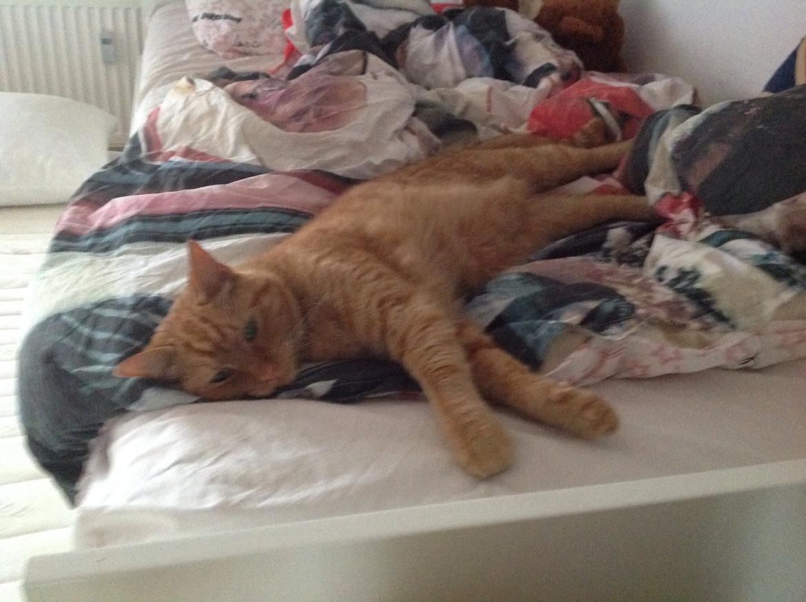 Huskat Nugga billede 21