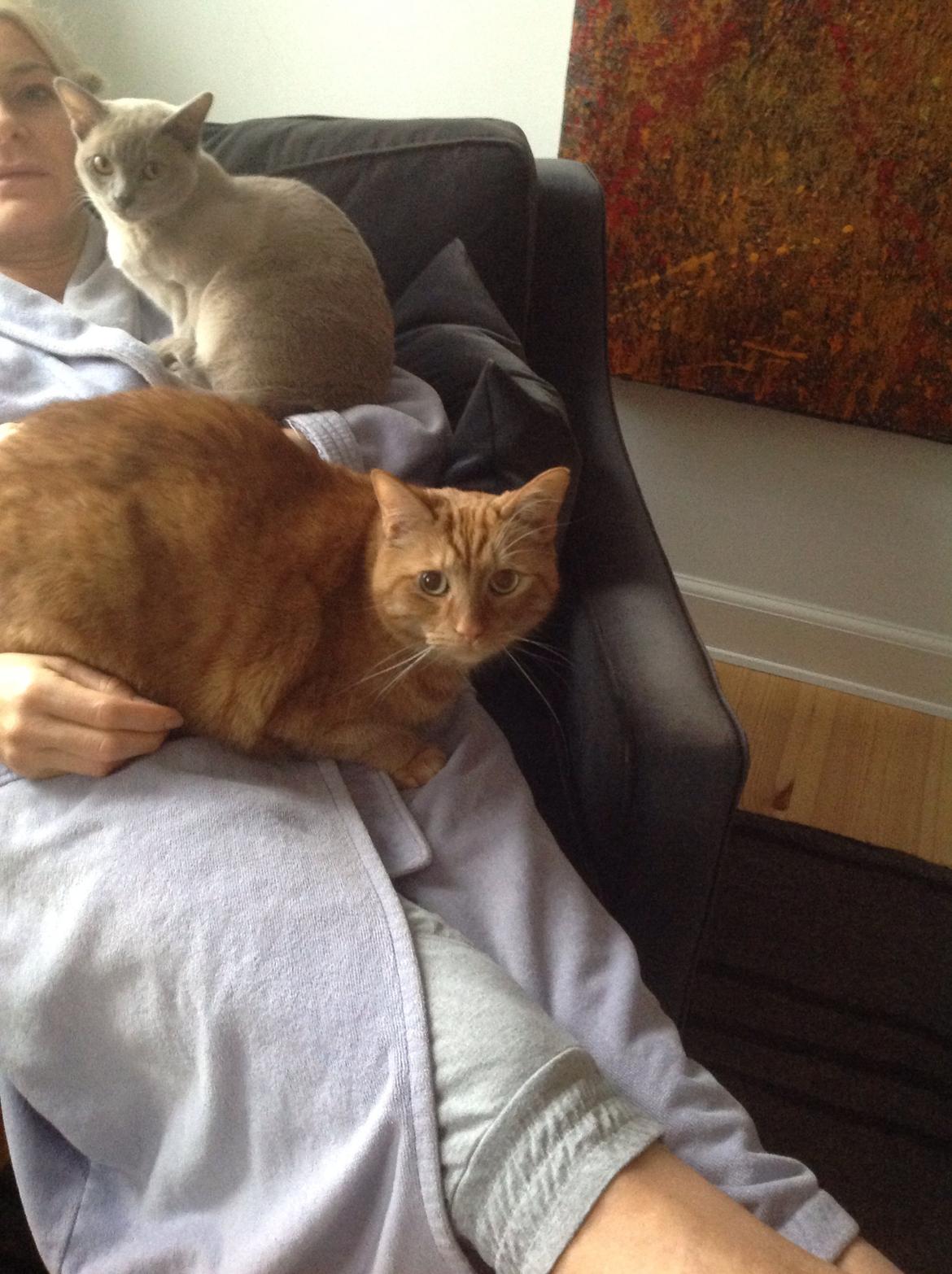 Huskat Nugga billede 24