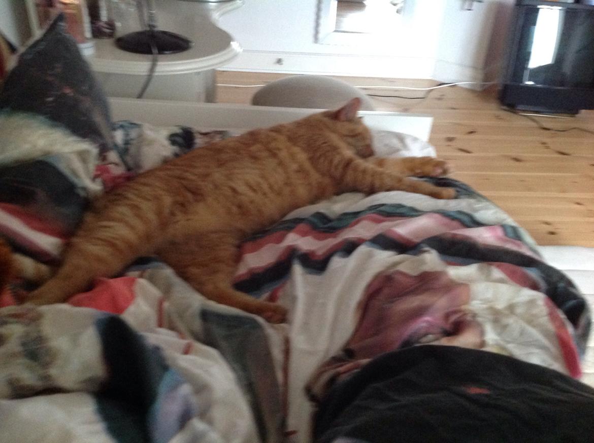 Huskat Nugga billede 22