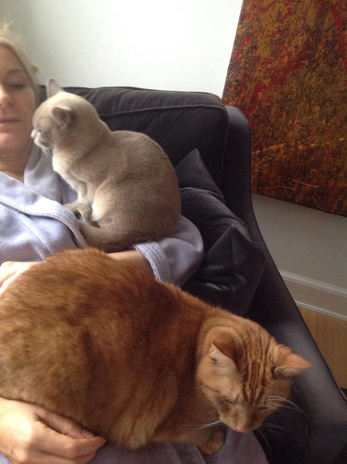 Huskat Nugga billede 25