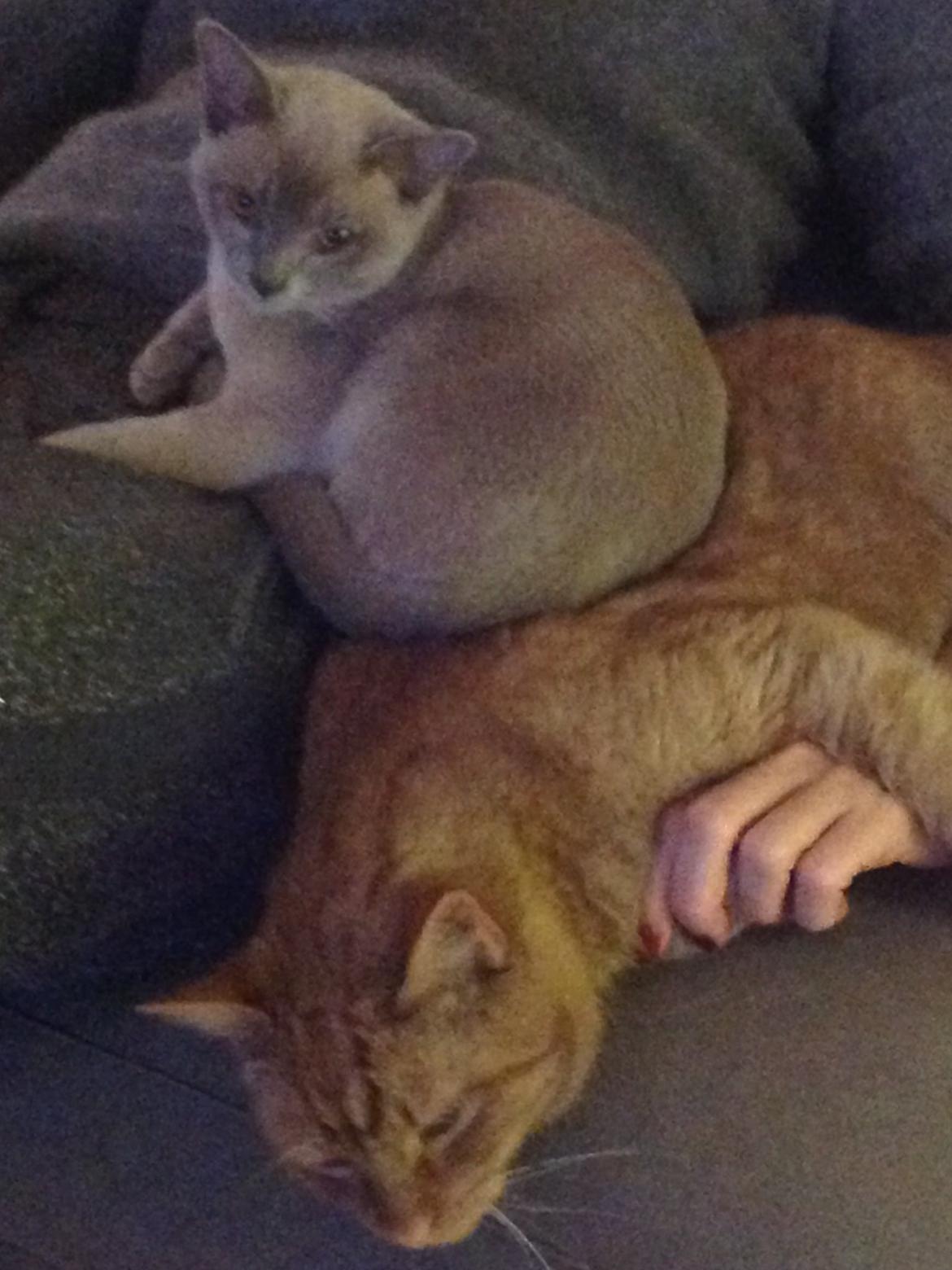 Huskat Nugga billede 27