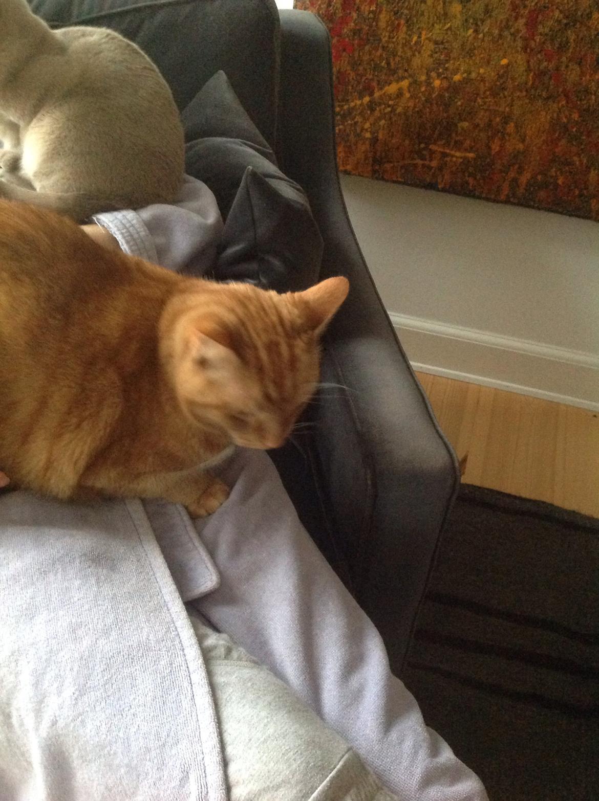 Huskat Nugga billede 26