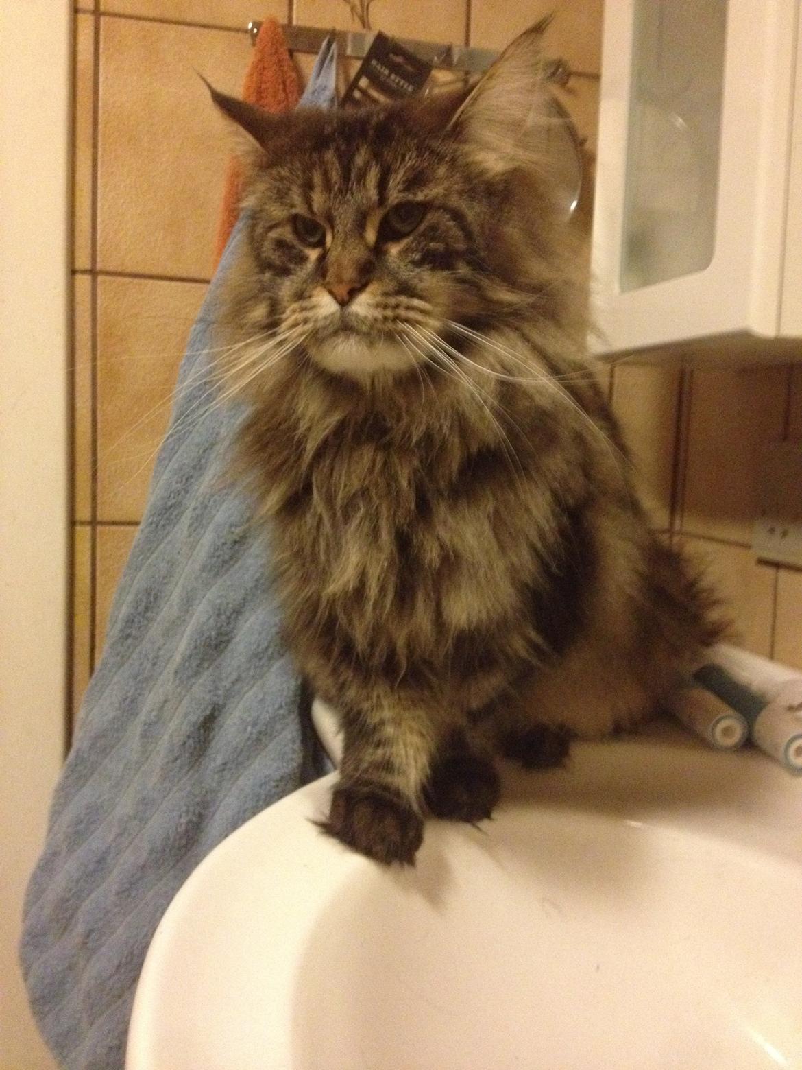 Maine Coon Buster Larsen - snart 3 år billede 7