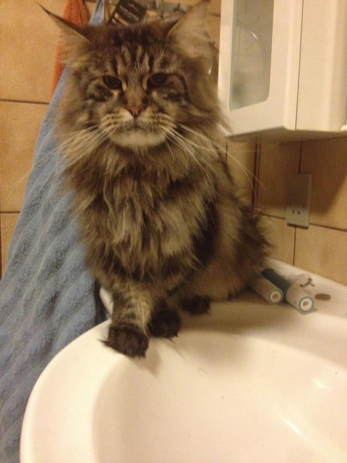 Maine Coon Buster Larsen - snart 3 år billede 6