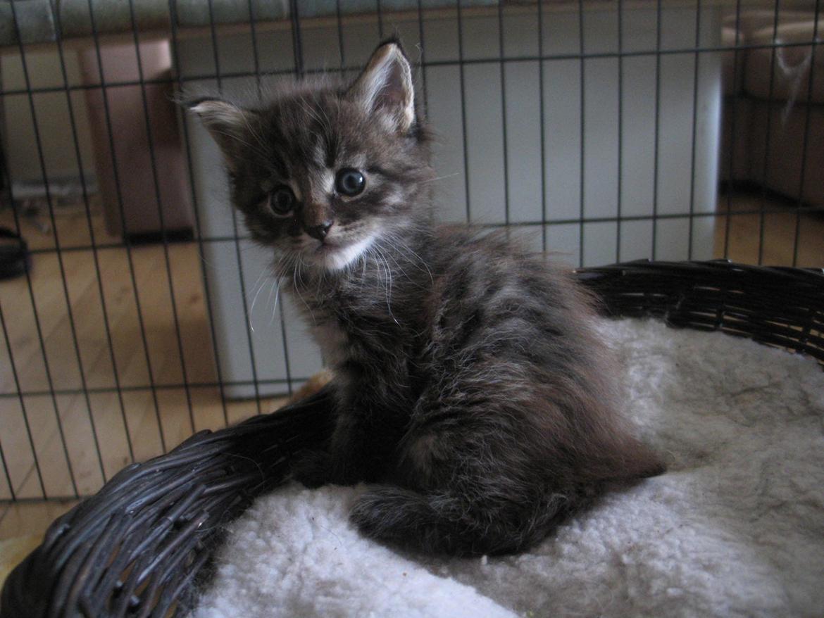 Maine Coon Inuk - 4 uger 5 dage - 26.03.2015 billede 9