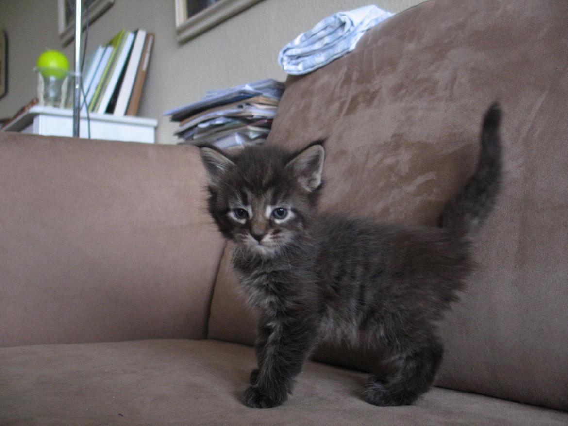 Maine Coon Malik - 4 uger 5 dage - 26.03.2015 billede 7