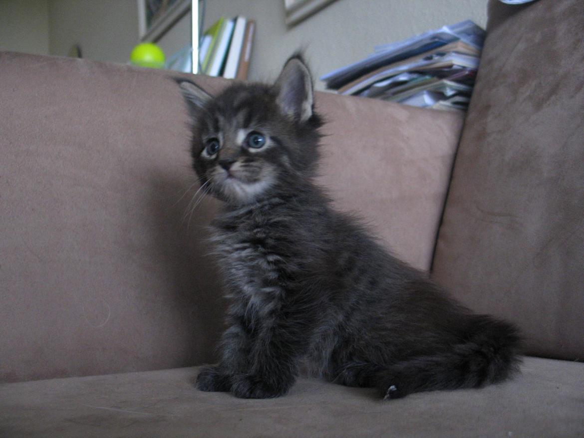 Maine Coon Malik - 4 uger 5 dage - 26.03.2015 billede 9