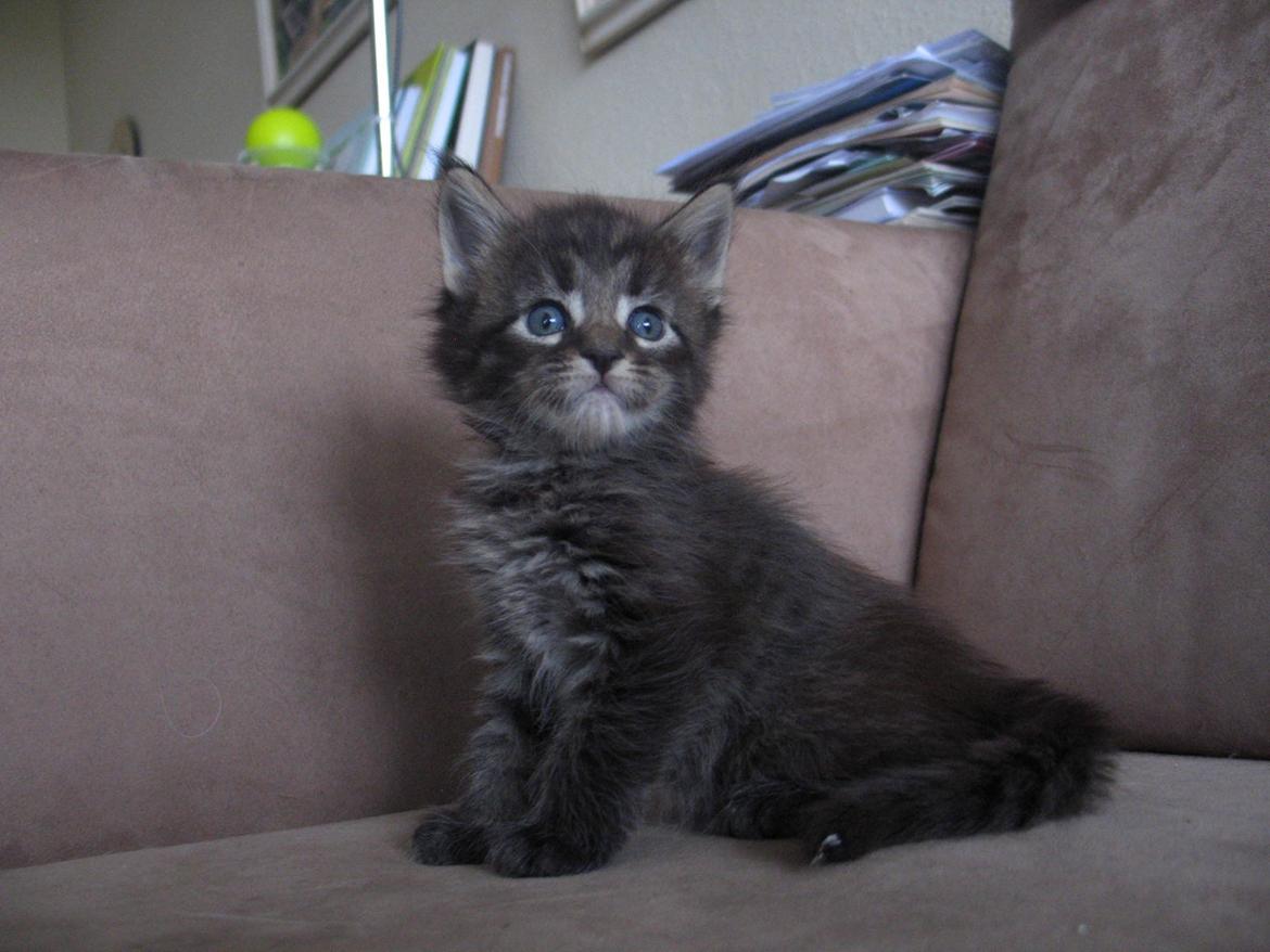 Maine Coon Malik - 4 uger 5 dage - 26.03.2015 billede 6