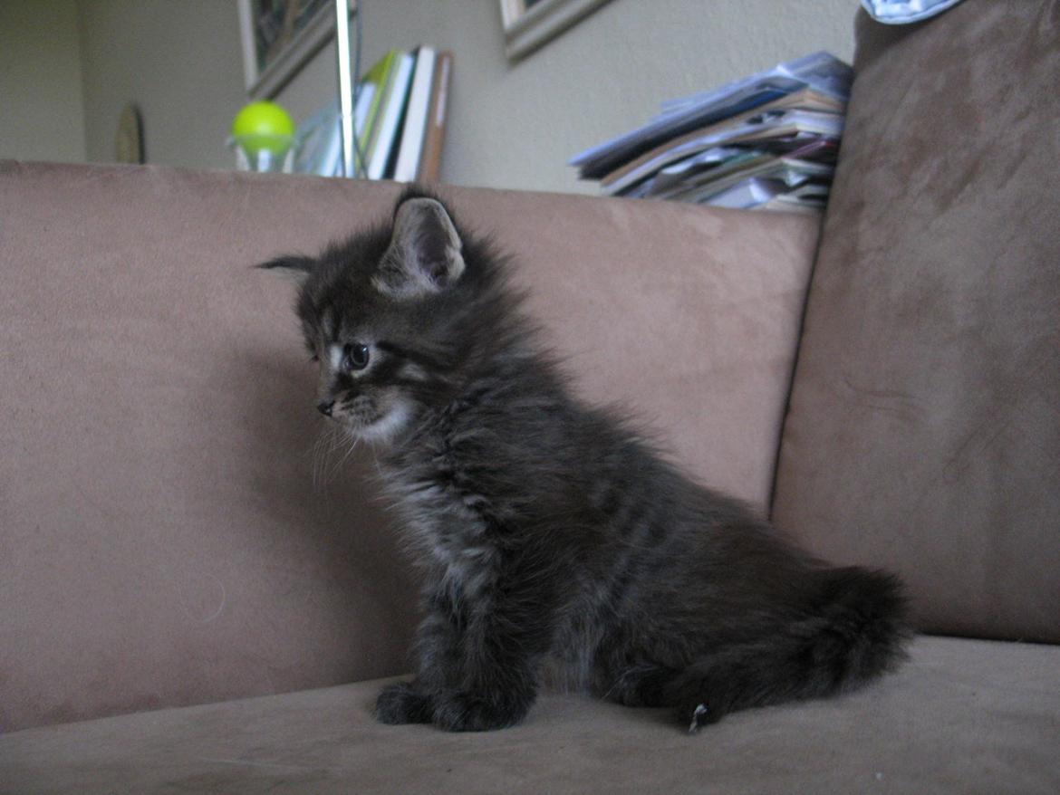 Maine Coon Malik - 4 uger 5 dage - 26.03.2015 billede 8