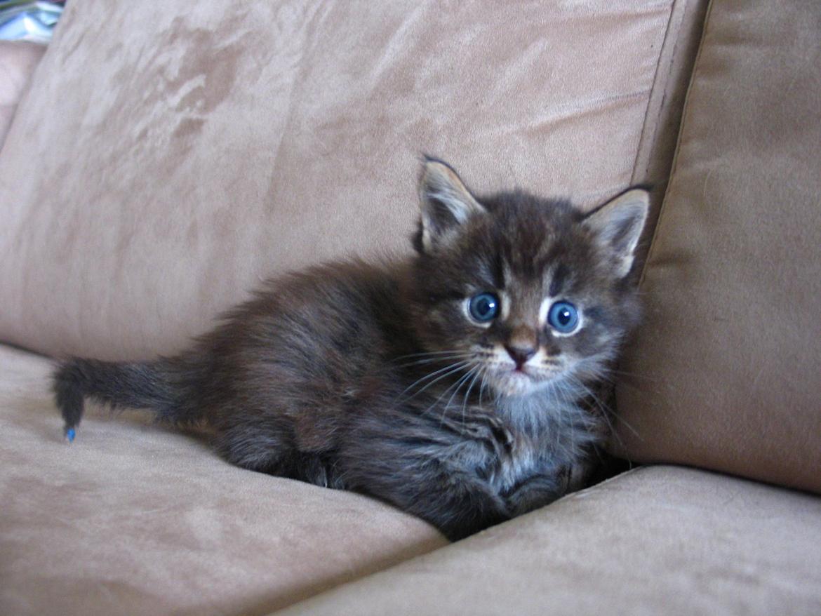 Maine Coon Nalo -  4 uger 5 dage - 26.03.2015 billede 7