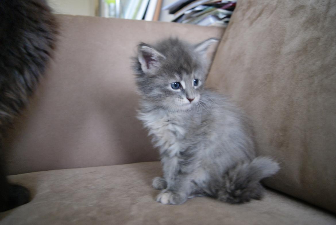 Maine Coon Pipaluk - 4 uger 5 dage - 26.03.2015 billede 6