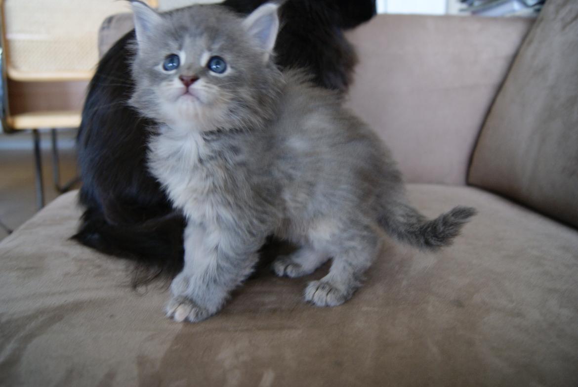 Maine Coon Pipaluk - 4 uger 5 dage - 26.03.2015 billede 7