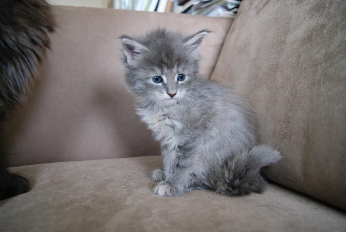 Maine Coon Pipaluk - 4 uger 5 dage - 26.03.2015 billede 5