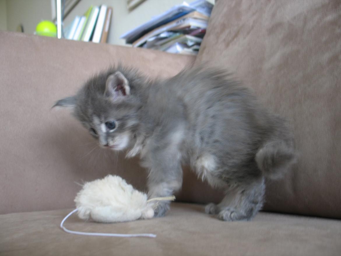 Maine Coon Pipaluk - 4 uger 5 dage - 26.03.2015 billede 8