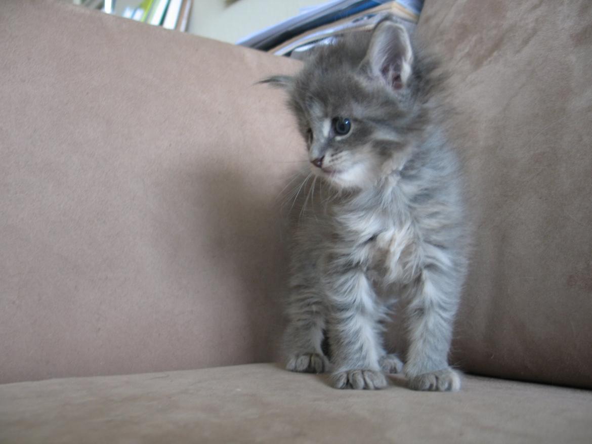 Maine Coon Pipaluk - 4 uger 5 dage - 26.03.2015 billede 9