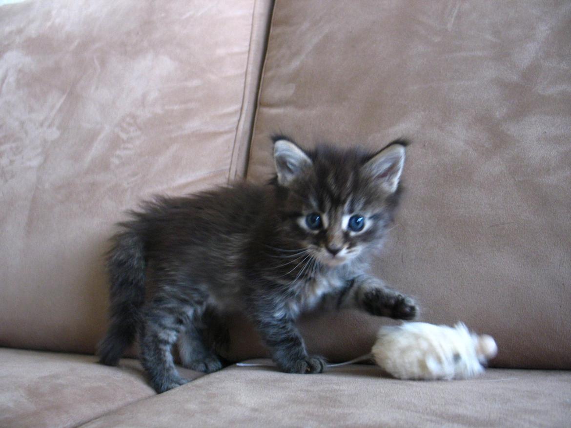 Maine Coon Aqqaluk - 4 uger 5 dage - 26.03.2015 billede 5