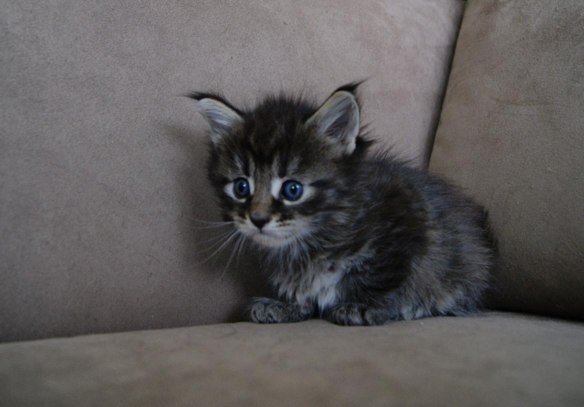 Maine Coon Aqqaluk - 4 uger 5 dage - 26.03.2015 billede 7