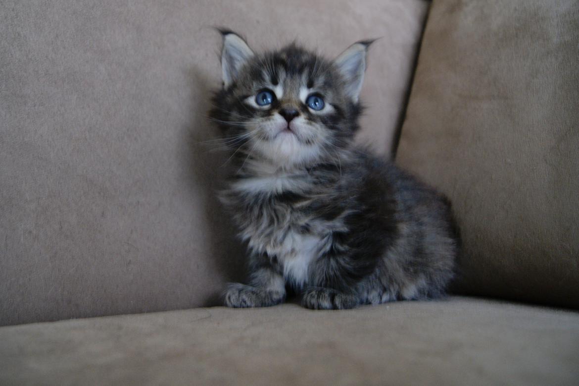 Maine Coon Aqqaluk - 4 uger 5 dage - 26.03.2015 billede 8