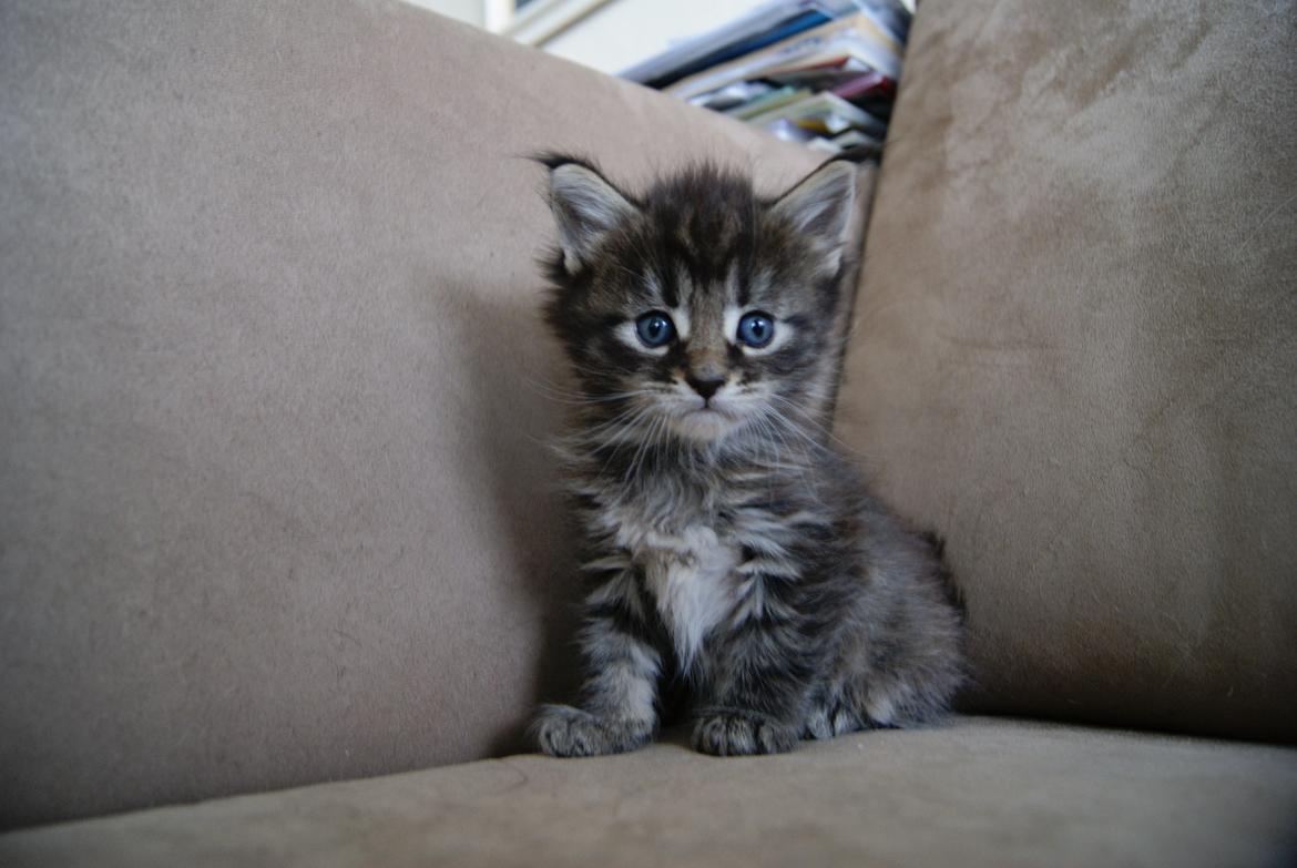 Maine Coon Aqqaluk - 4 uger 5 dage - 26.03.2015 billede 9