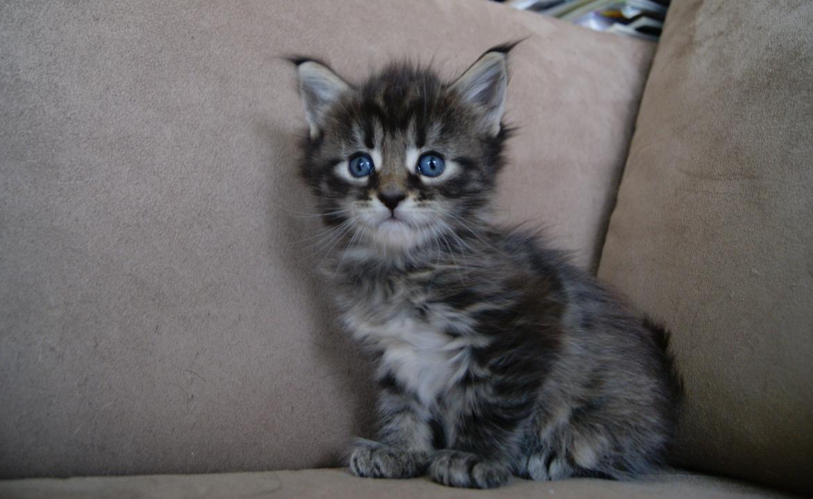 Maine Coon Aqqaluk - 4 uger 5 dage - 26.03.2015 billede 4