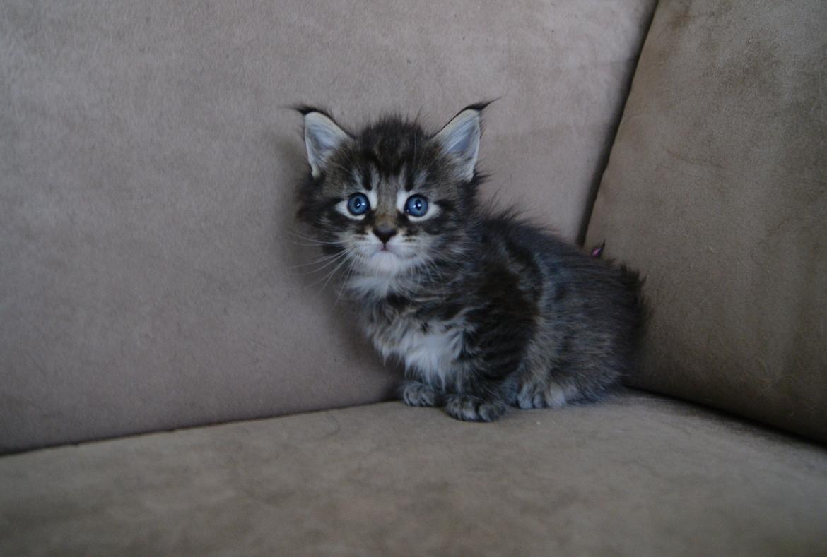 Maine Coon Aqqaluk - 4 uger 5 dage - 26.03.2015 billede 6