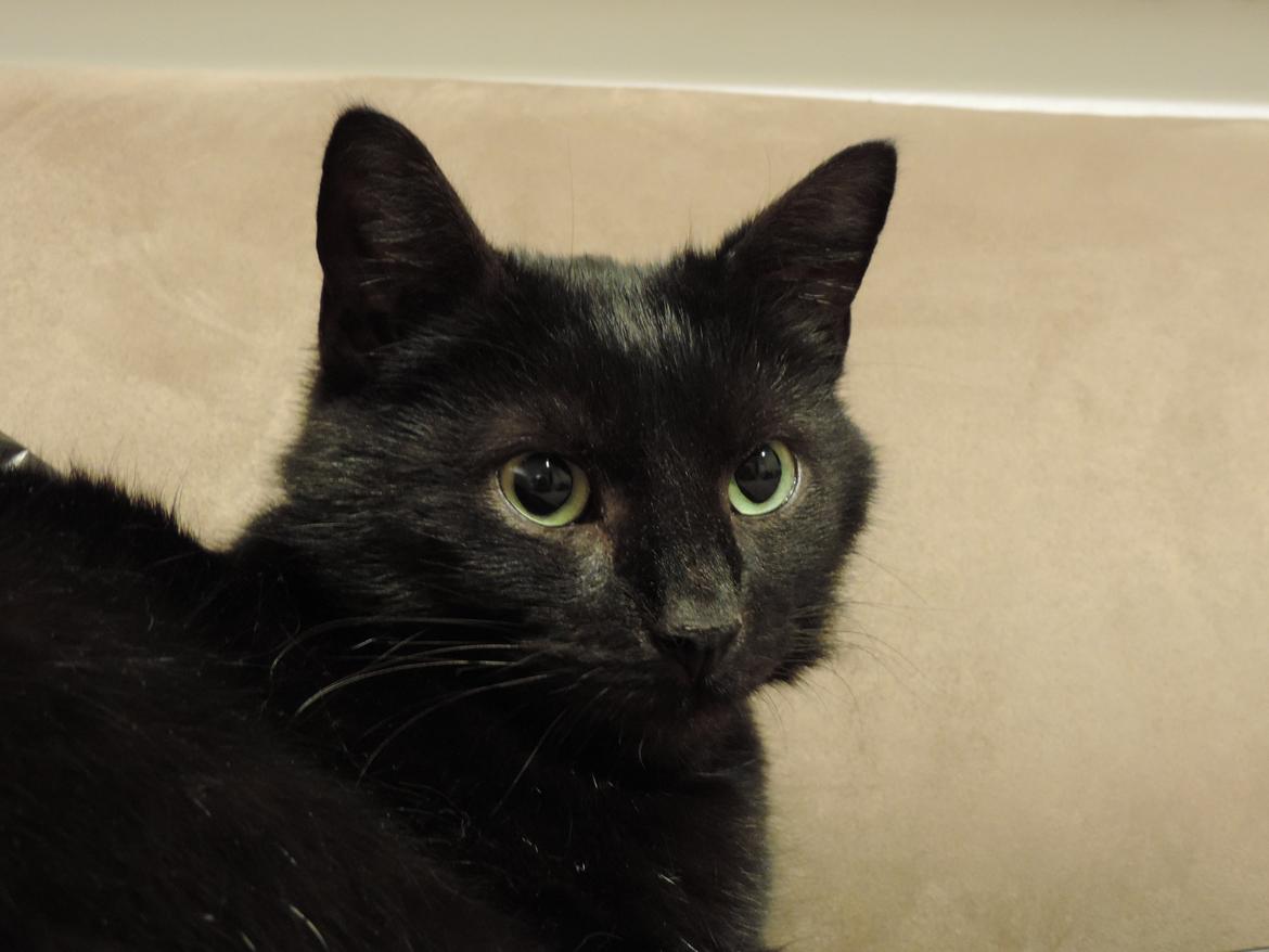 Huskat Samba billede 17