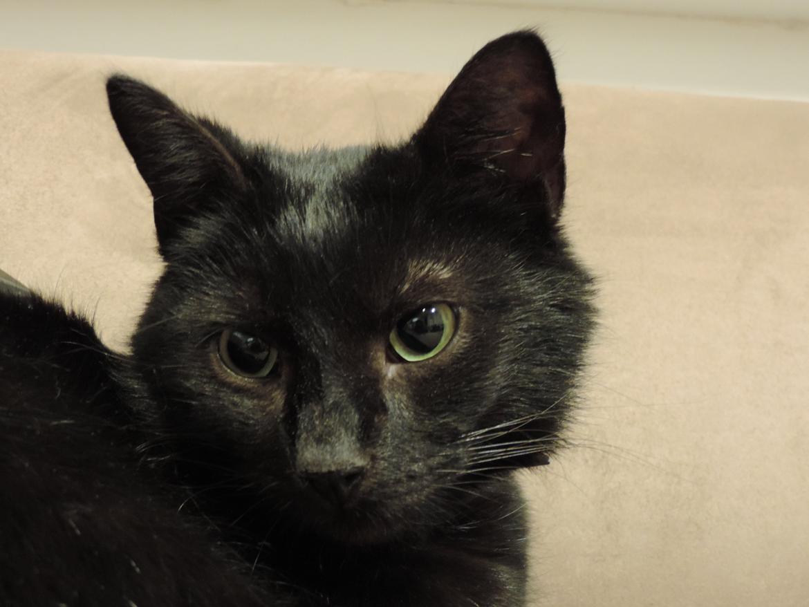 Huskat Samba billede 16