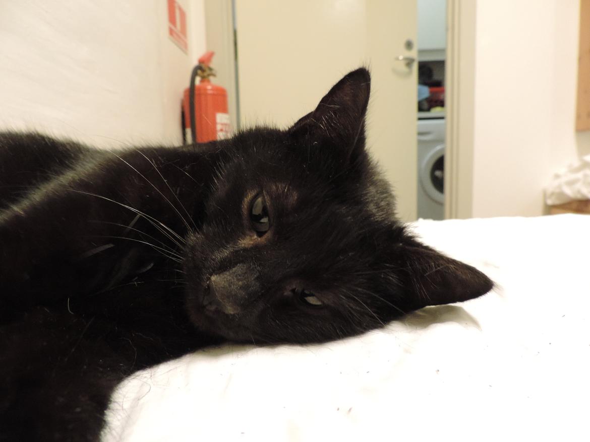 Huskat Samba billede 18