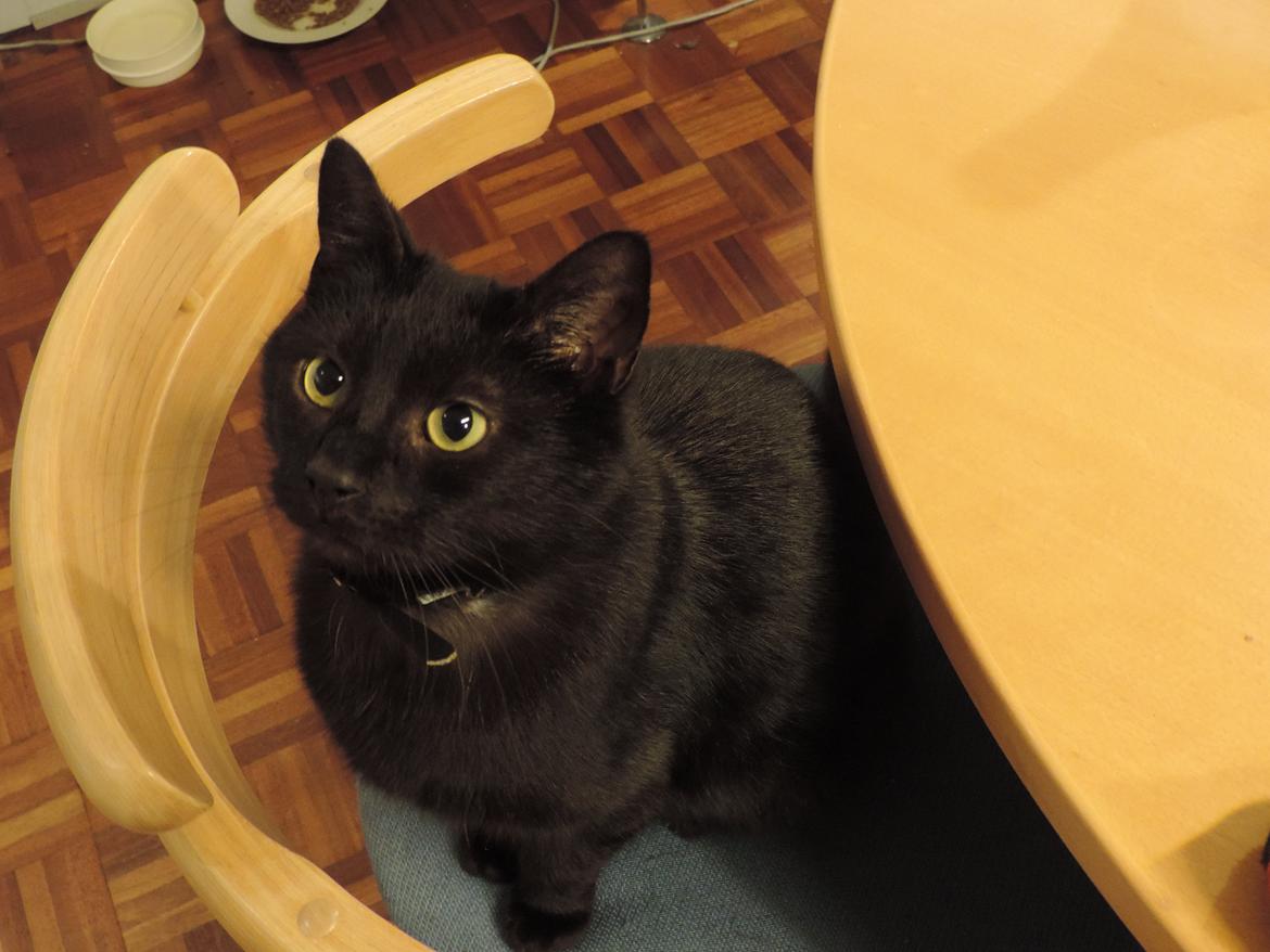 Huskat Samba billede 19