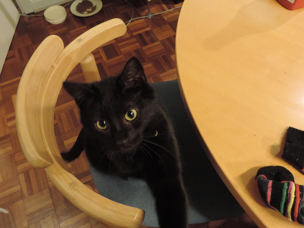 Huskat Samba billede 20