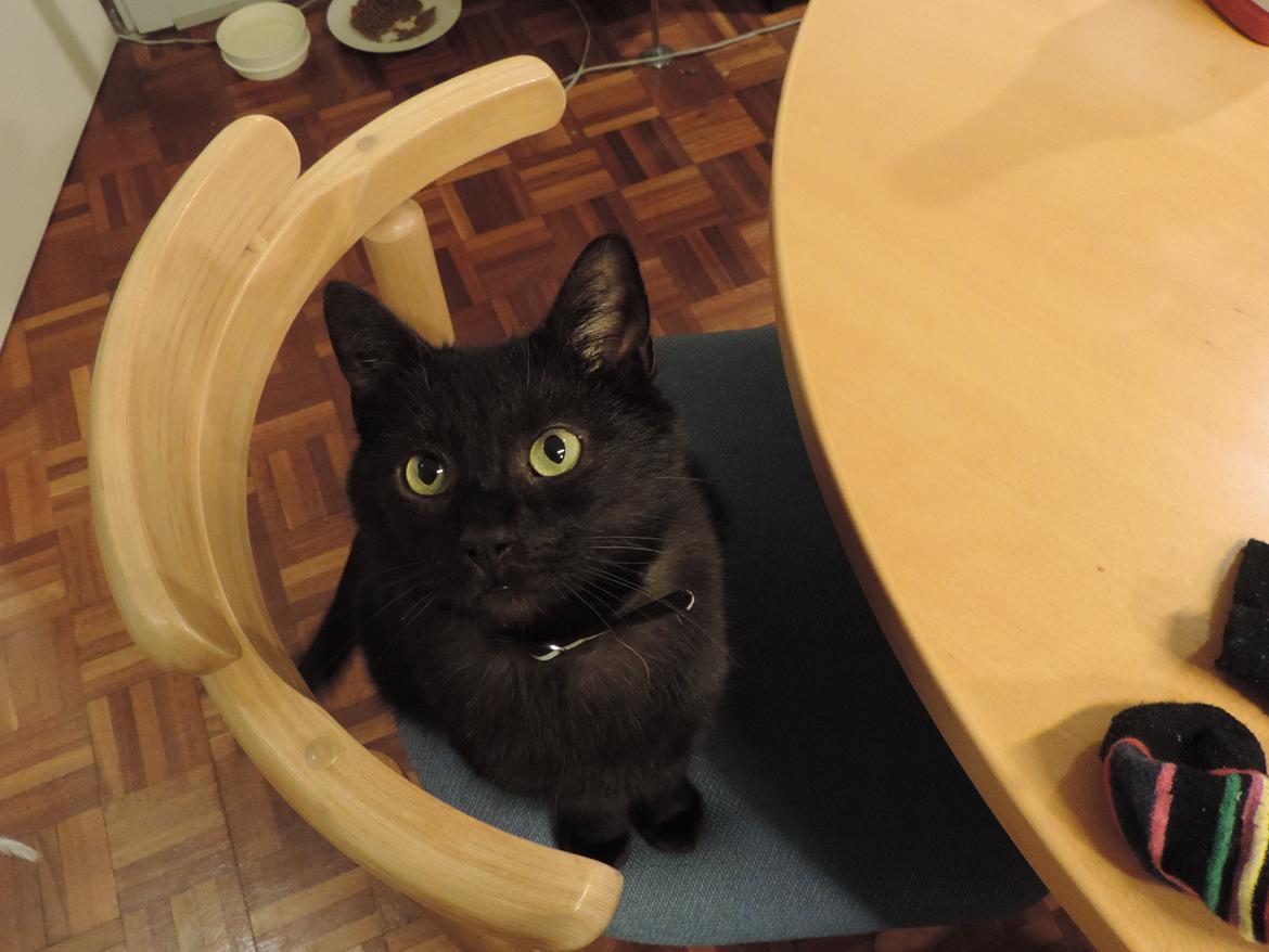 Huskat Samba billede 21